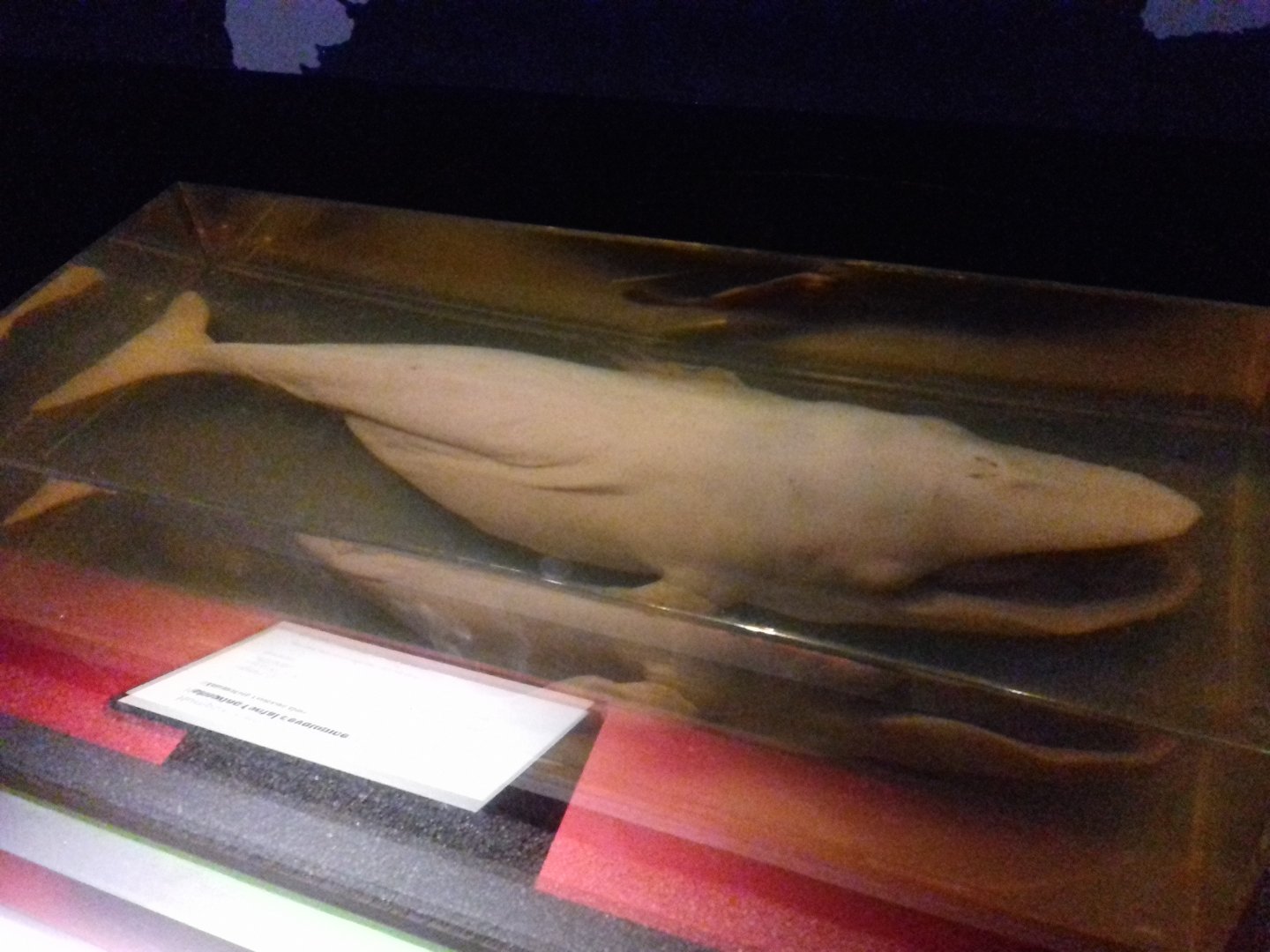 Whales: Beneath the Surface