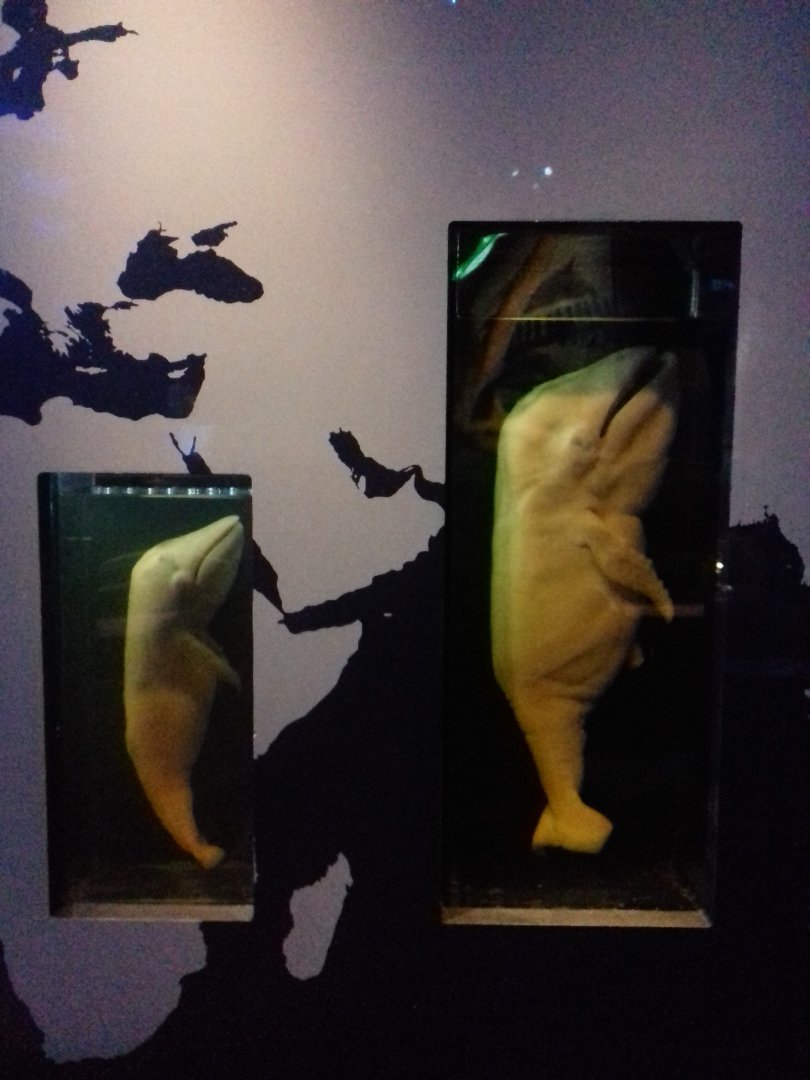 Whales: Beneath the Surface