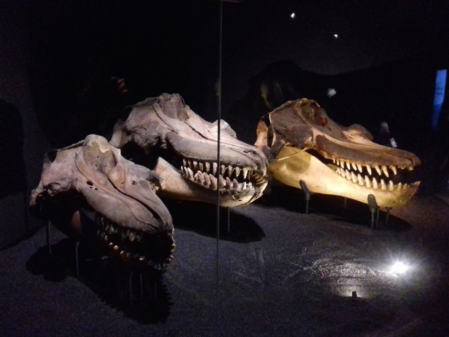 Whales: Beneath the Surface