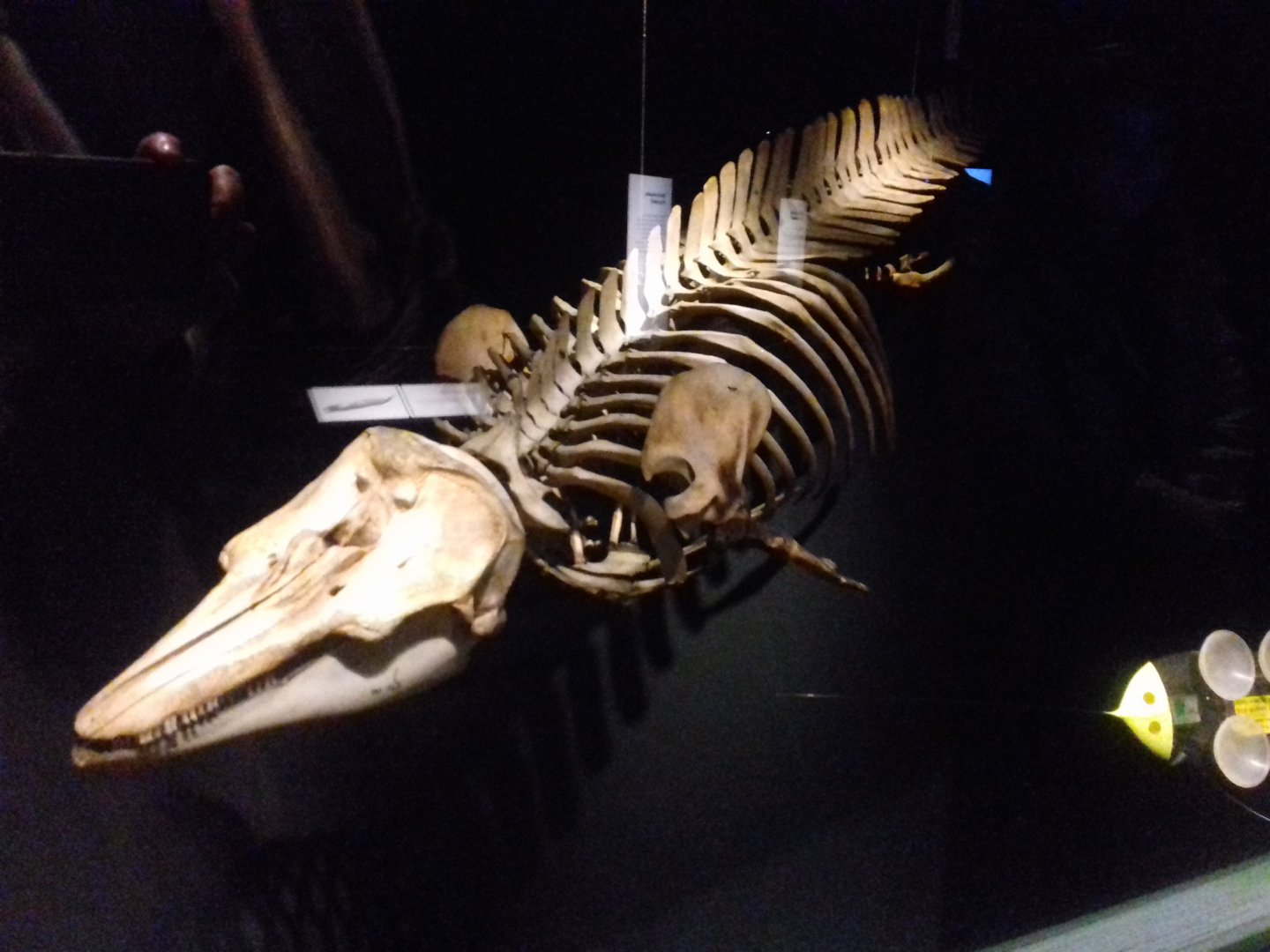 Whales: Beneath the Surface