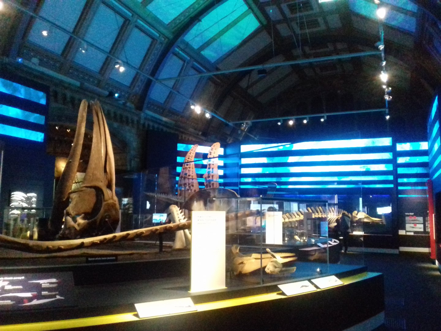 Whales: Beneath the Surface