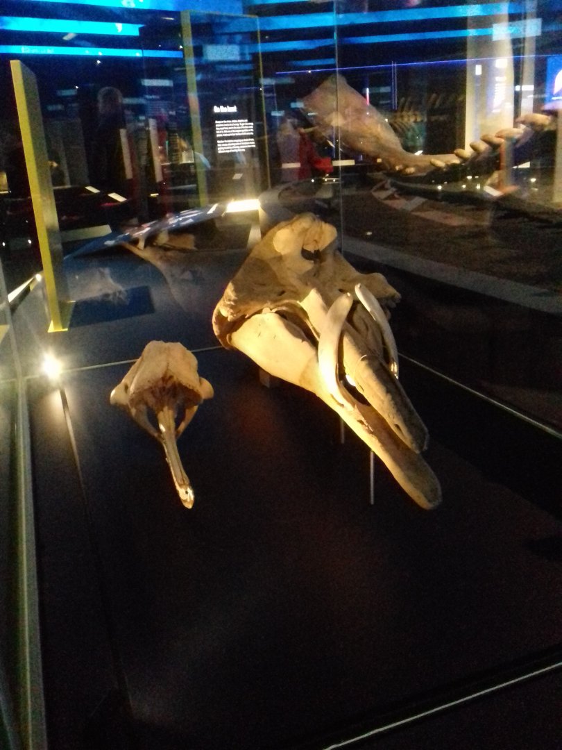 Whales: Beneath the Surface