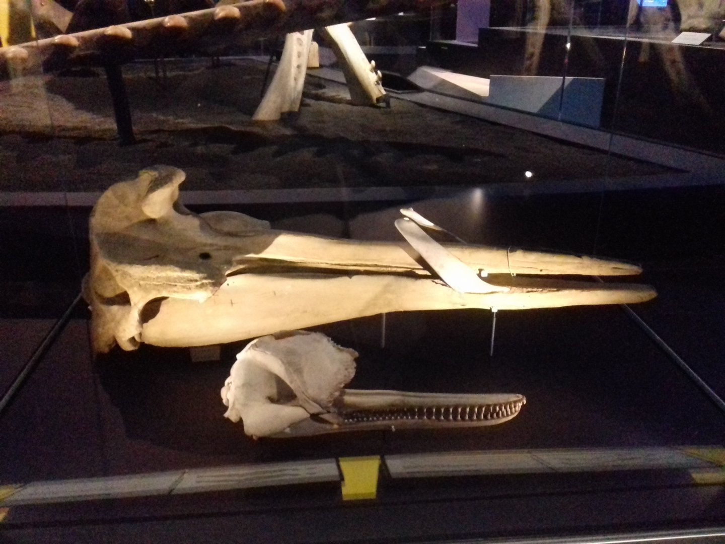 Whales: Beneath the Surface