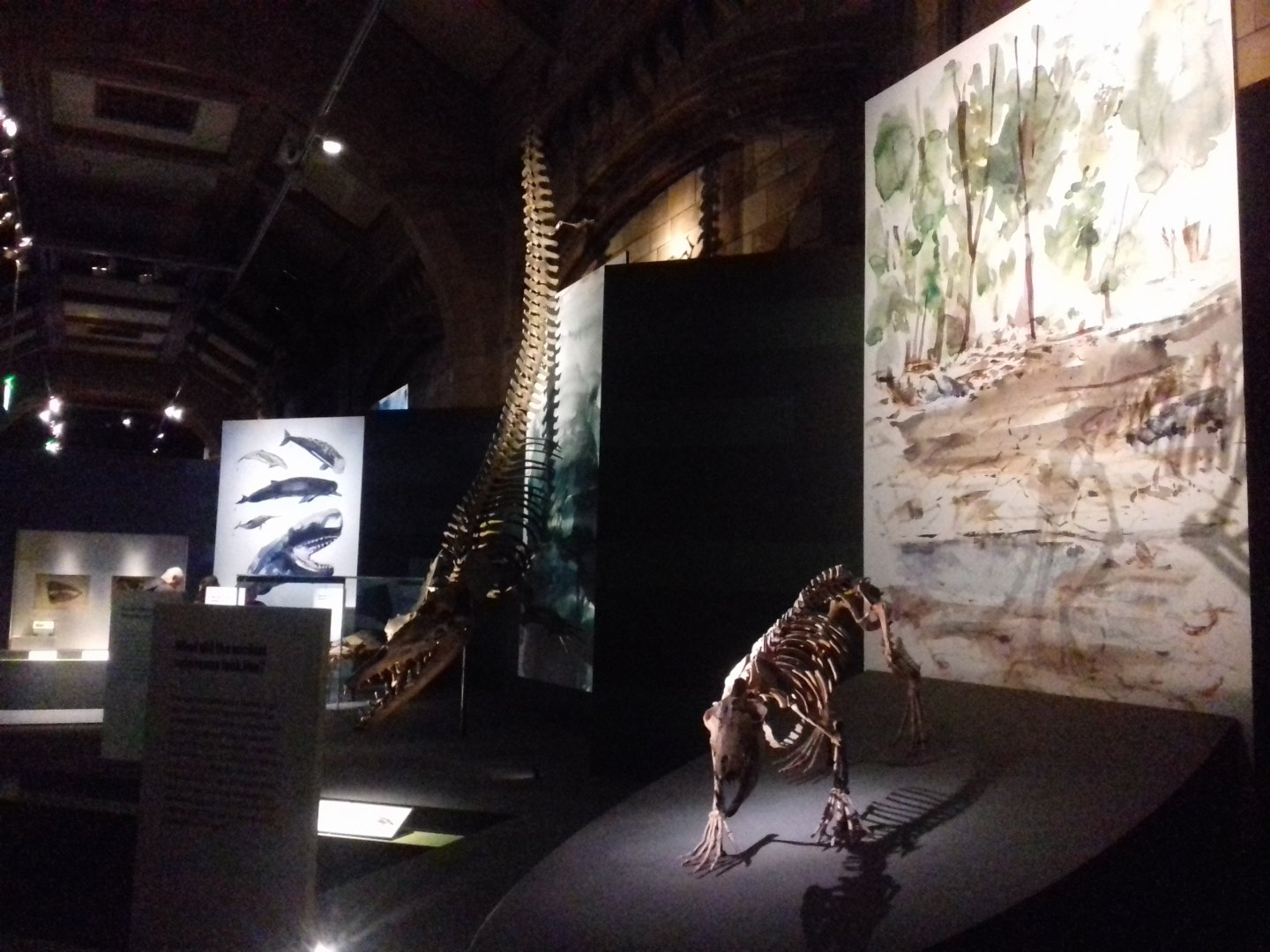 Whales: Beneath the Surface