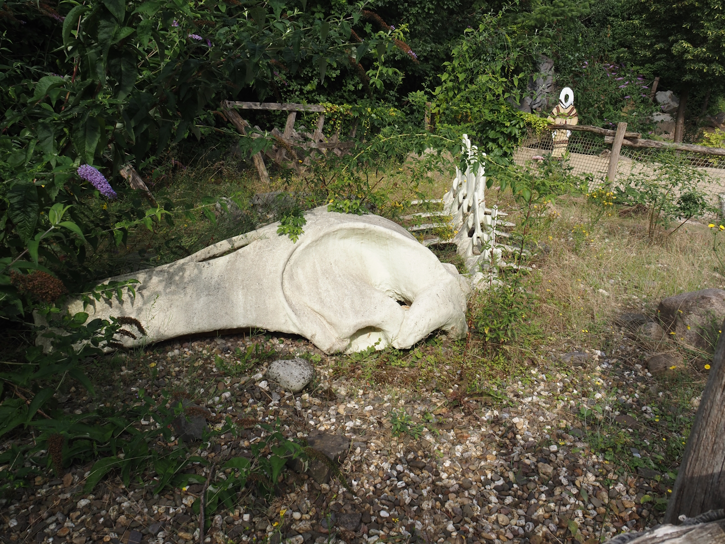 Whaling themed area - Baleen whale skeleton, 2024-08-05