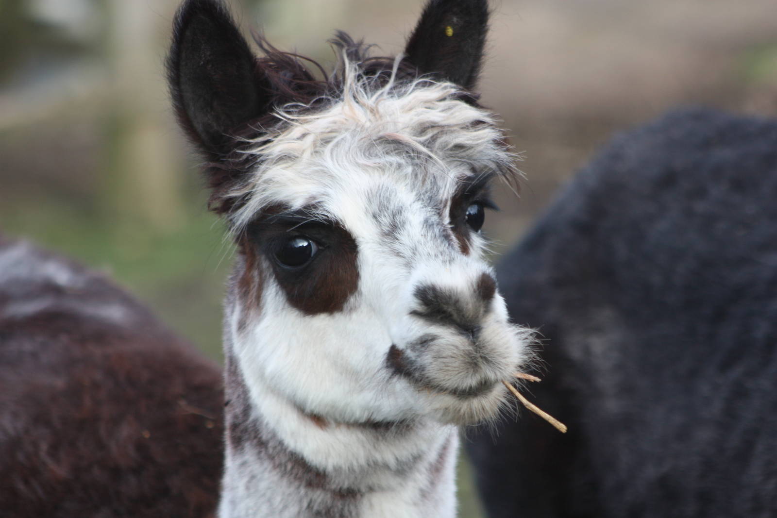 What a nice Alpaca, 22nd December 2014