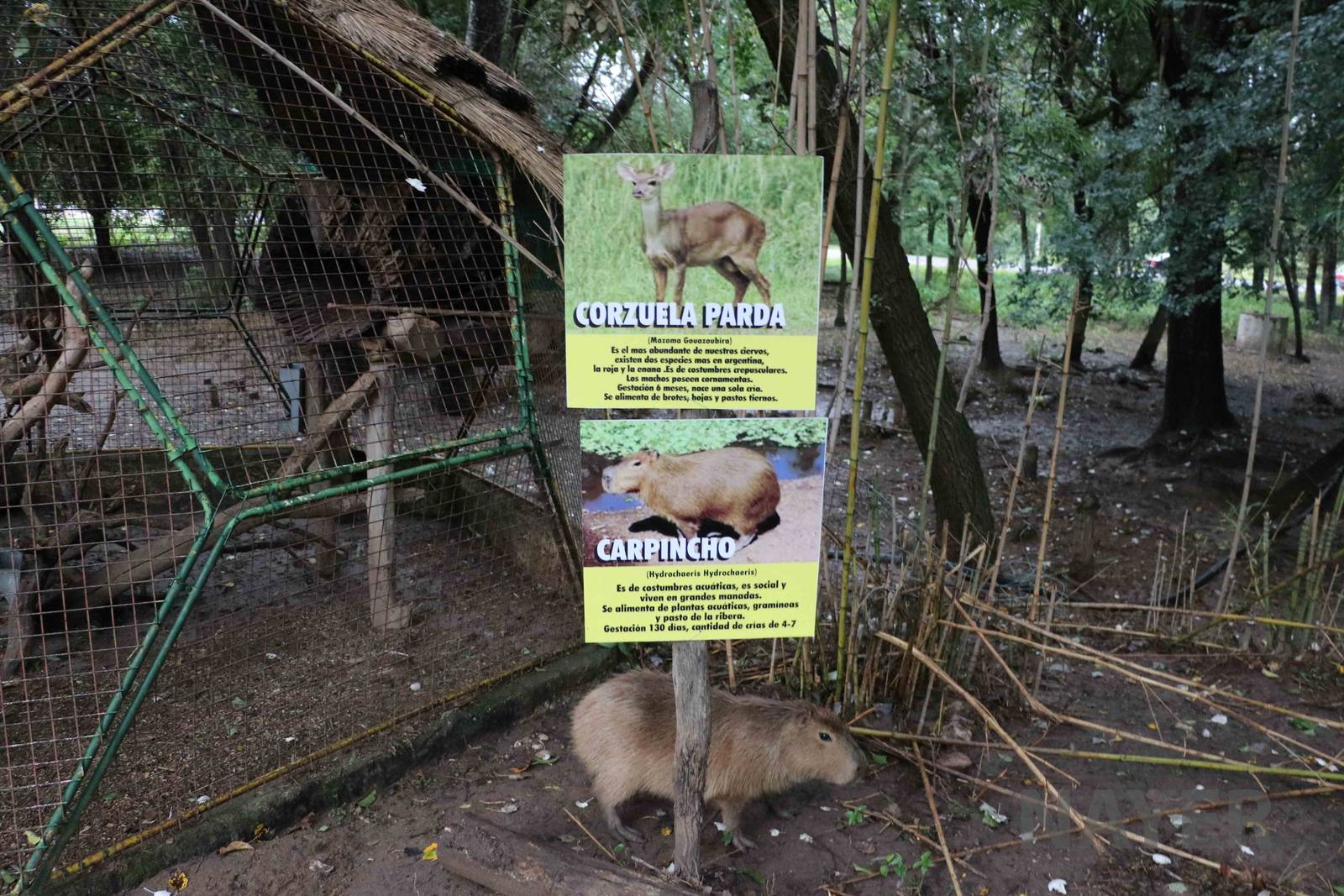 What am I? - Tatu Carreta, April 2016.