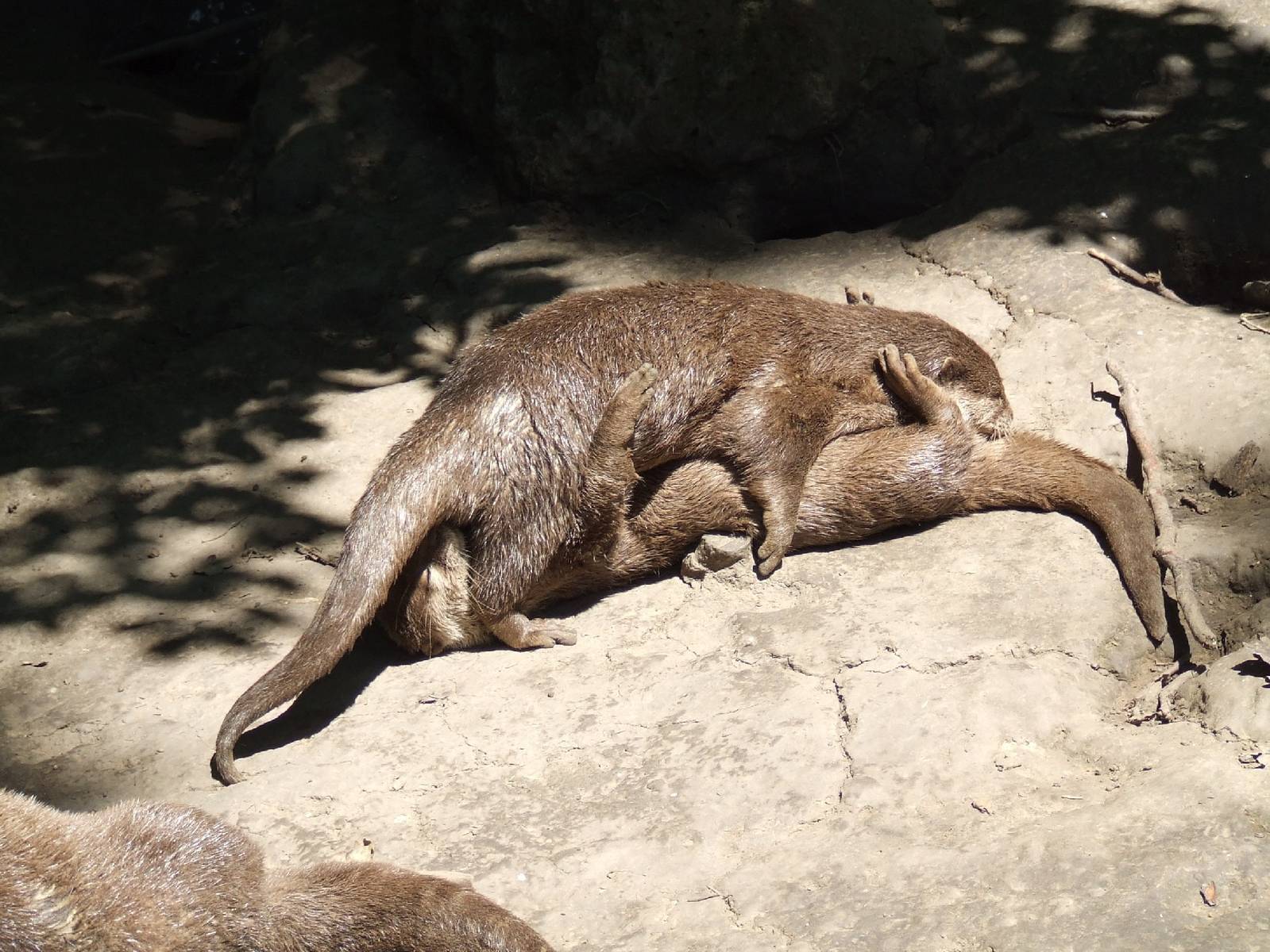 "What are these guys doing?" @ Nyíregyháza Zoo, Hungary