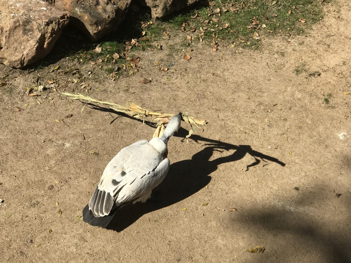 What are you doing with that stalk?