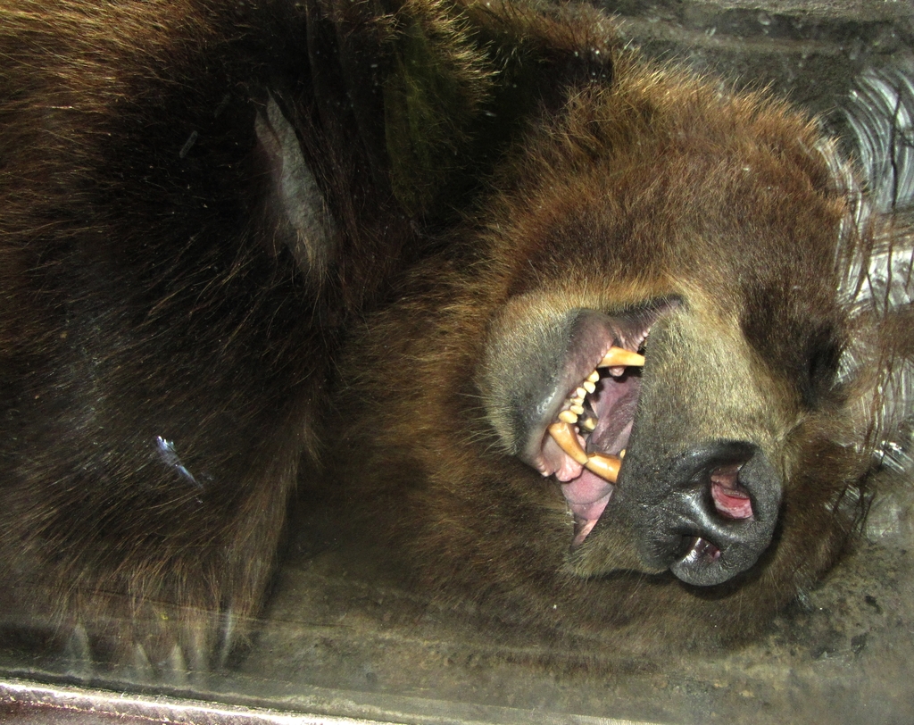 What Big Teeth You Have!