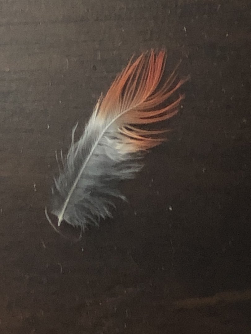 What Feather Is This