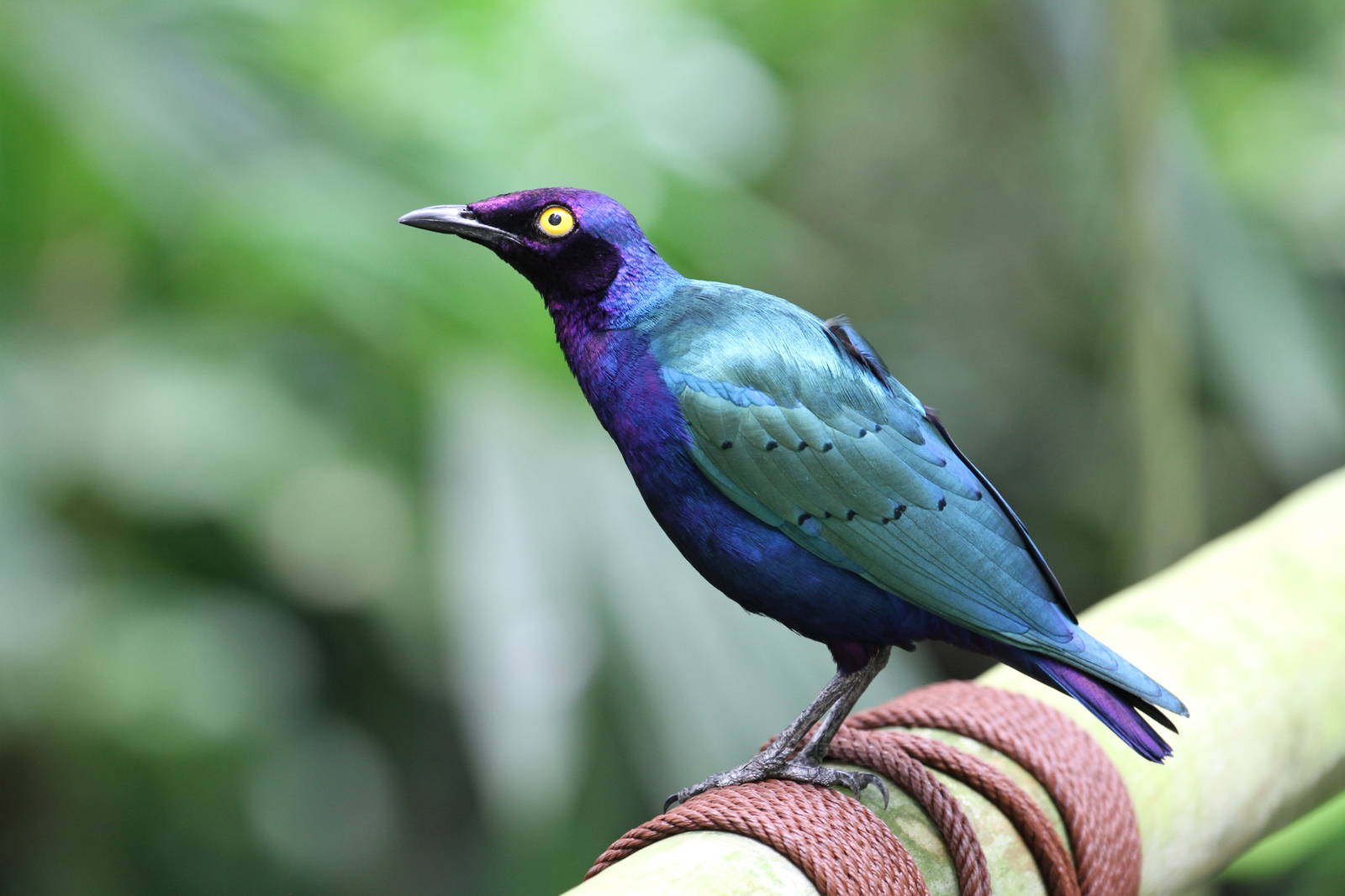 What Glossy Starling?