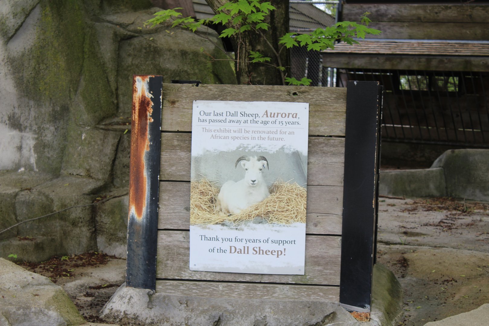 What Happened to the Dall Sheep?