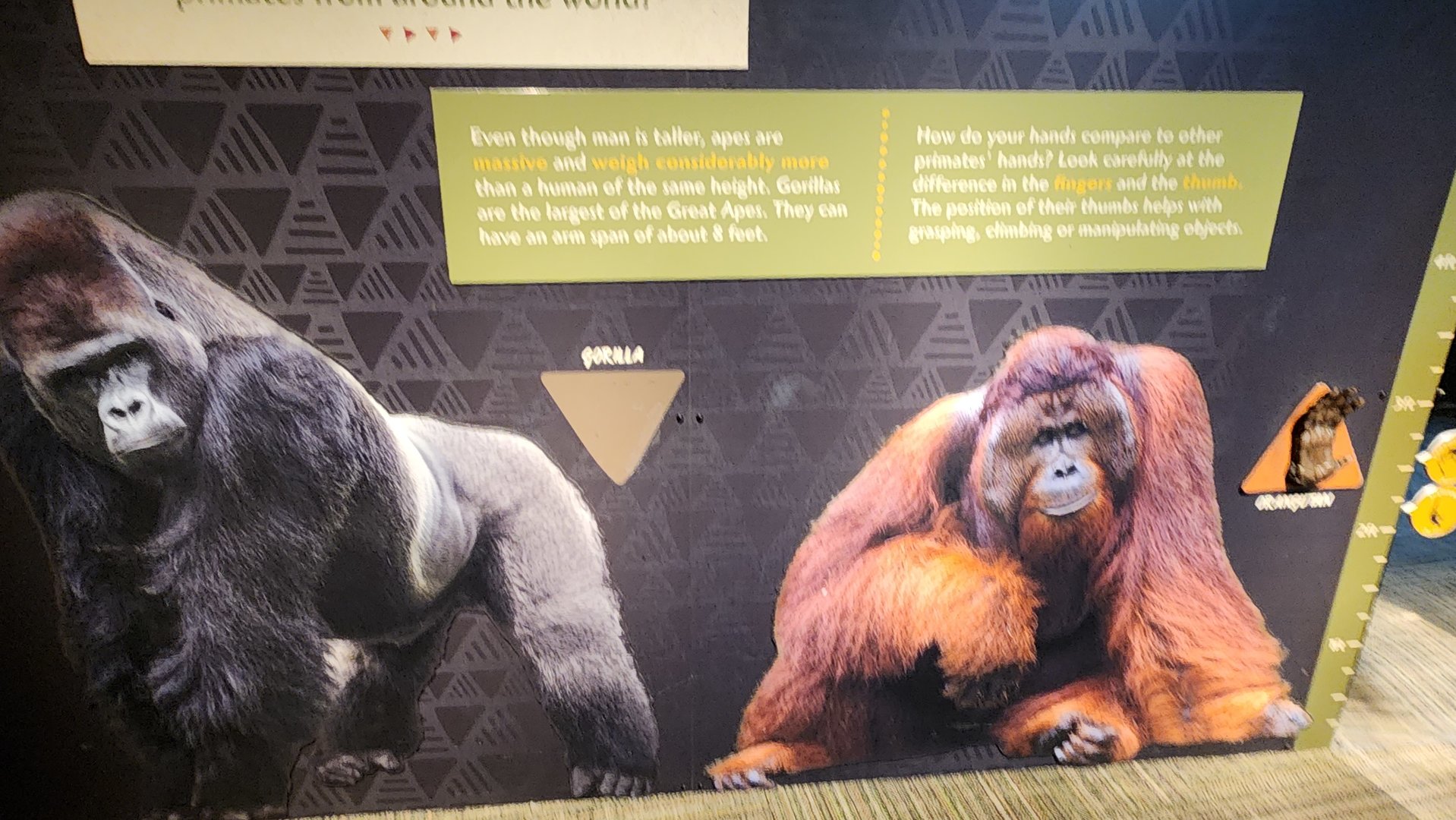 what happened to the gorilla hand?
