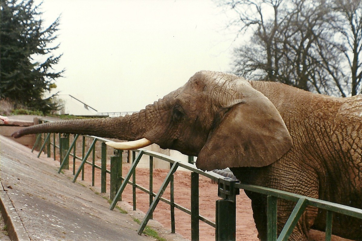 What I call a real zoo scene! 20th April 1996