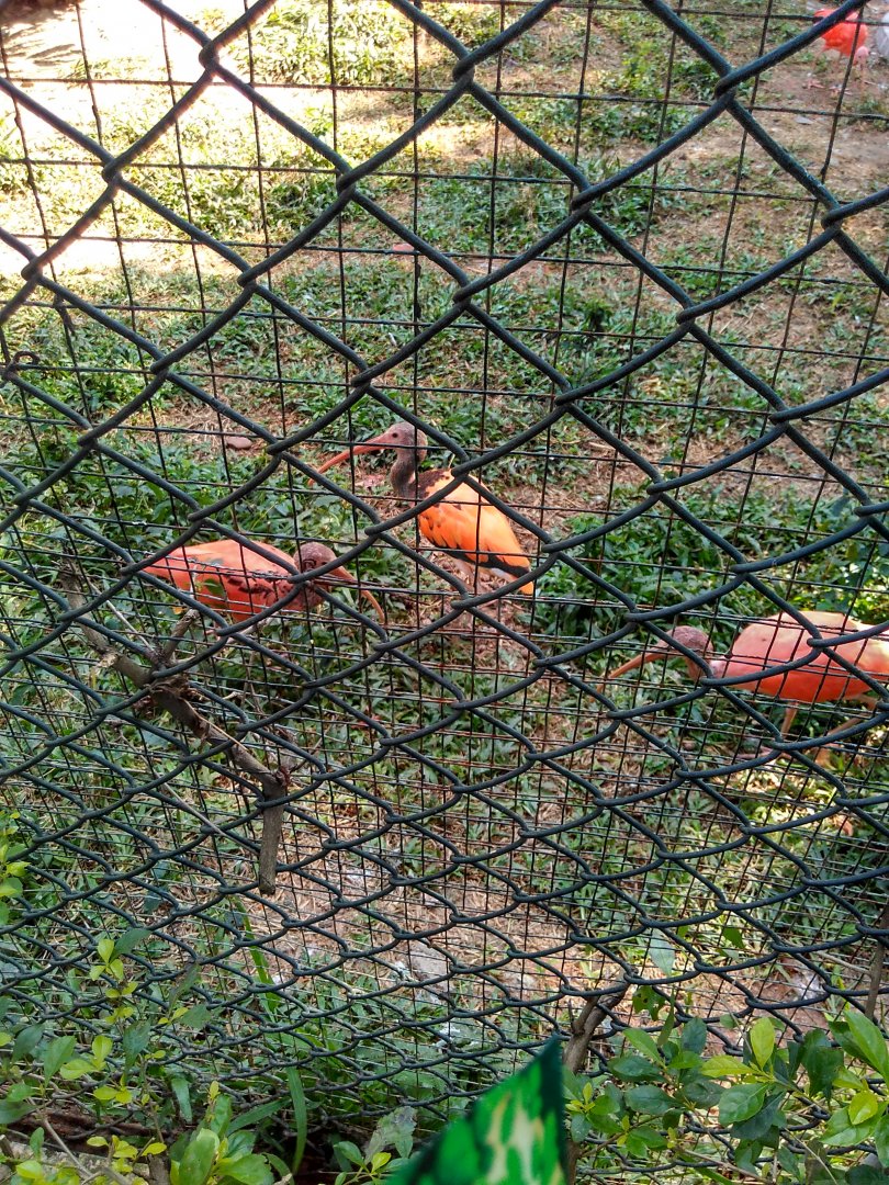 What ibis is this?Maybe a juvenile?