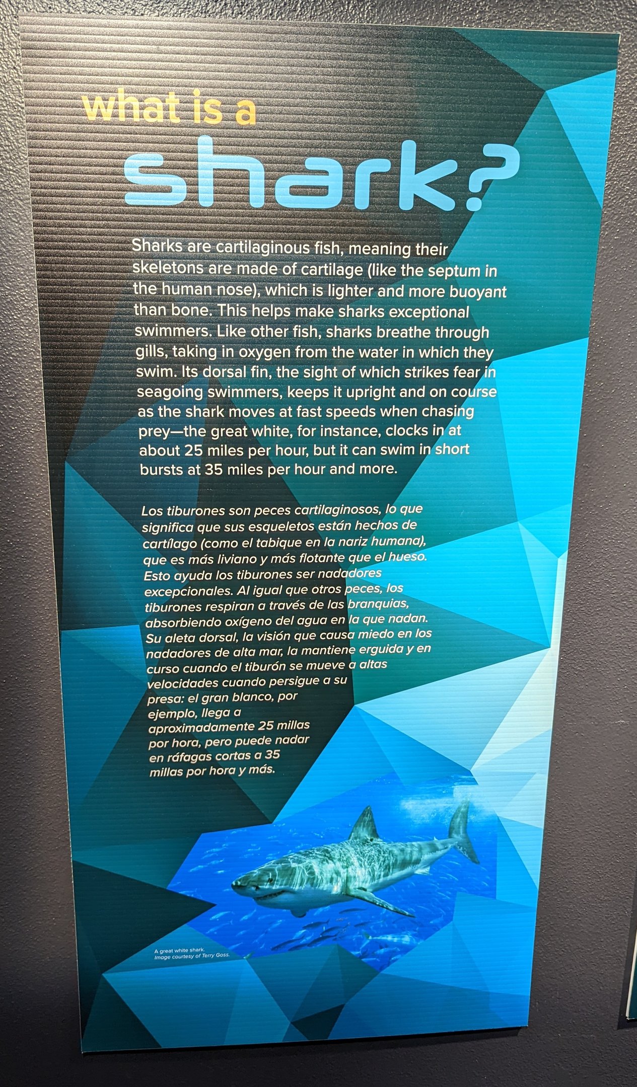 What is a Shark? Signage