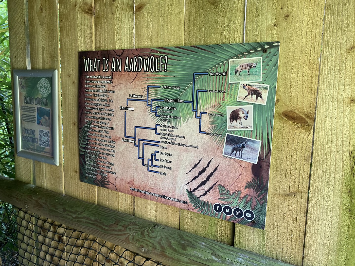 What is an Aardwolf? 290723