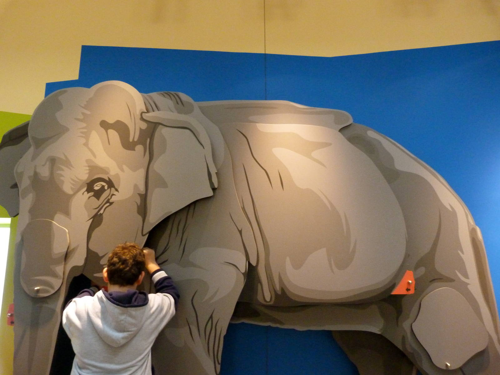 What is an Asian Elephant?