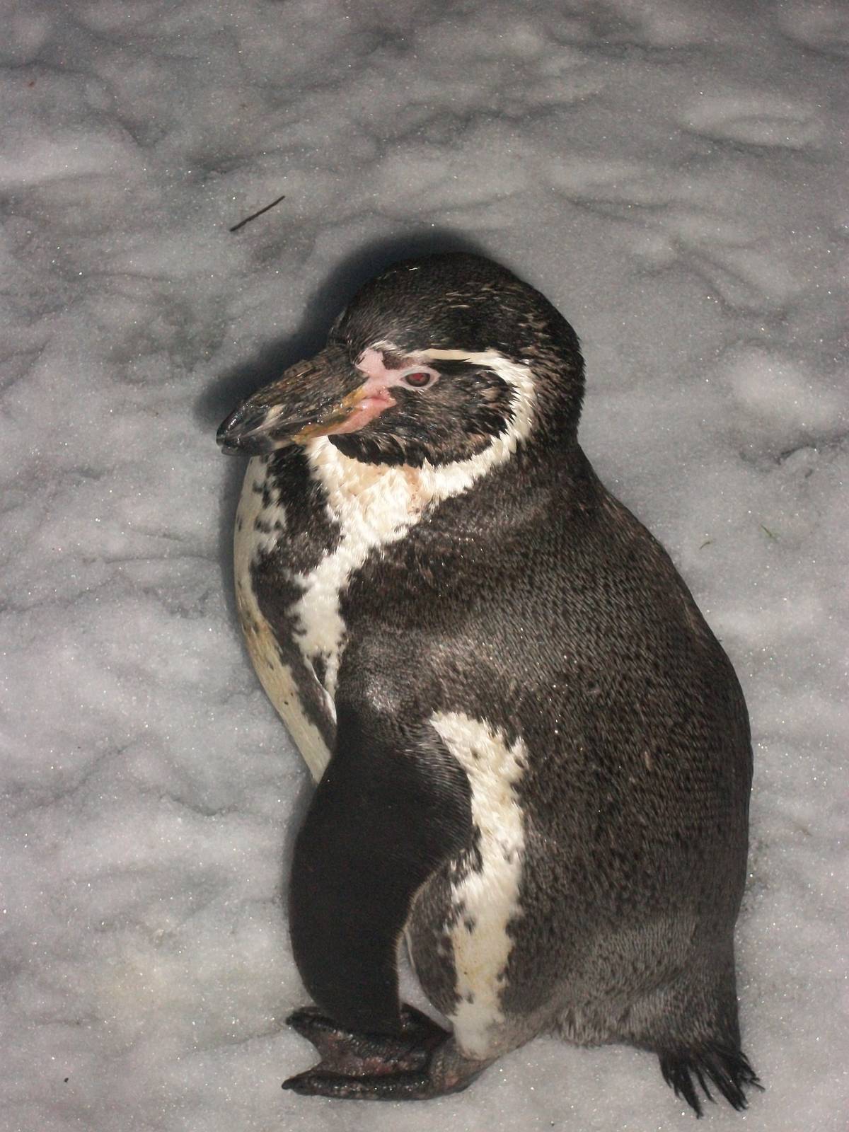 What is it like in Peru in winter? Sewerby Zoo, 19th January 2013