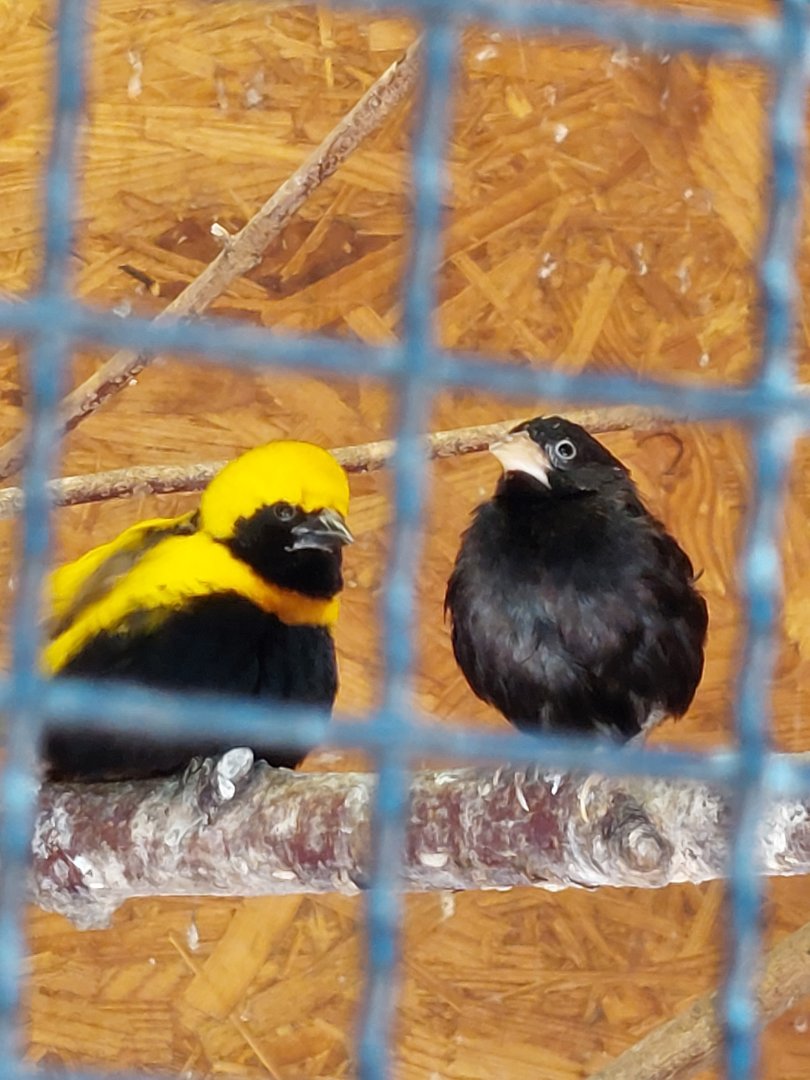 What is the blackbird next to the Yellow-crowned bishop
