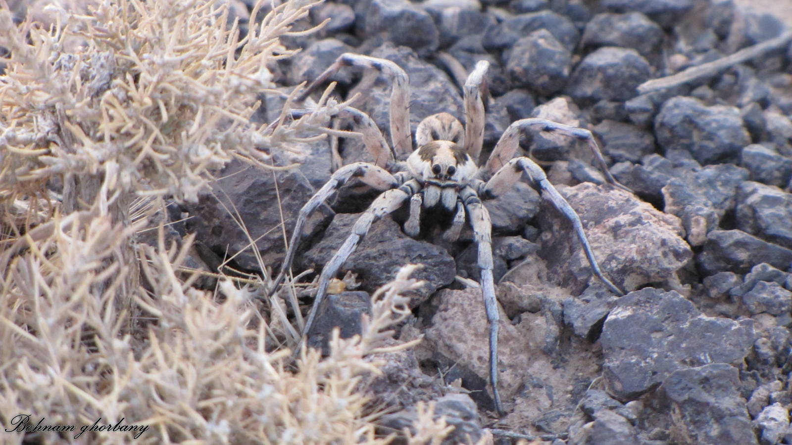 What is the name of this spider?