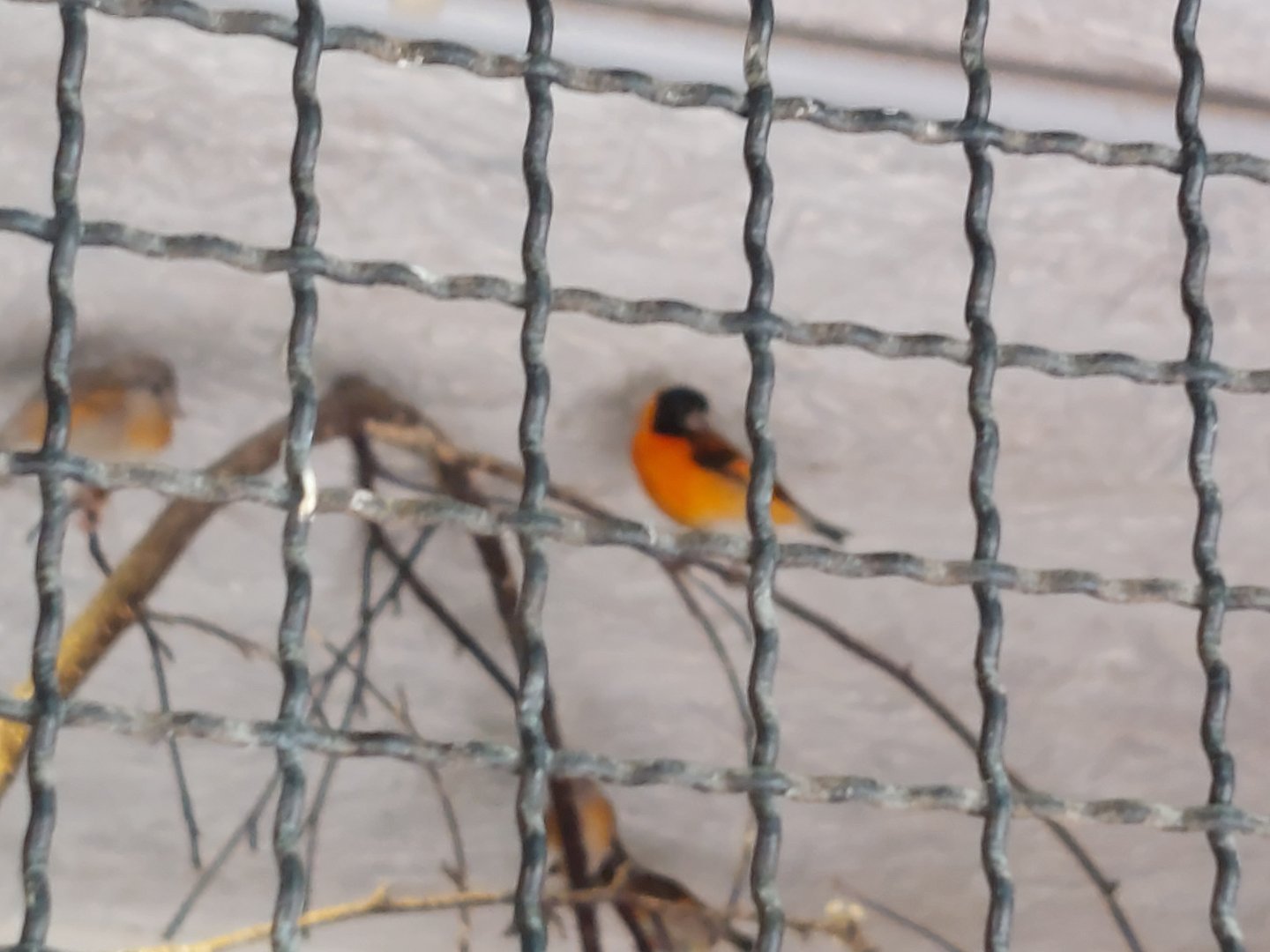 What is the red & black passerine