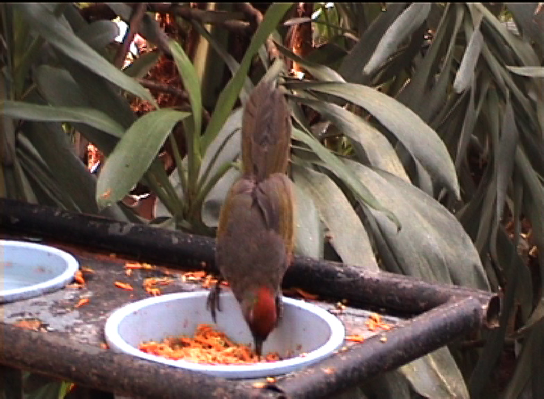 What is this at Amazon world?