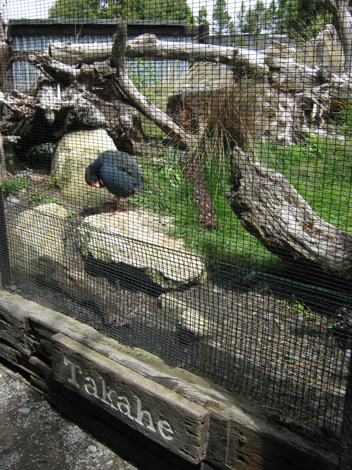 what is this bird again?