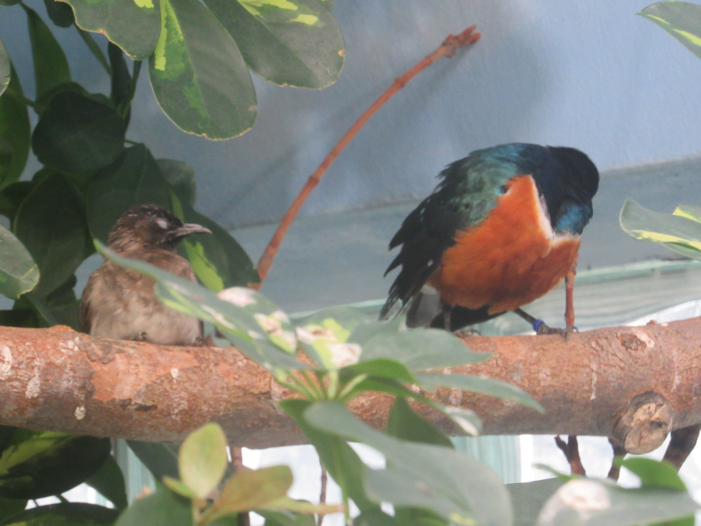 What is this bird on the left?