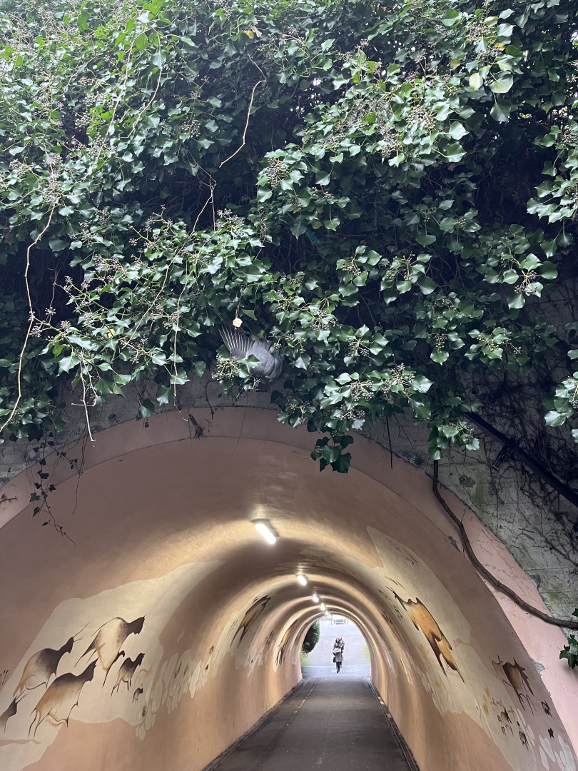 What is this pigeon doing? (Rhetorical) 11.2.25