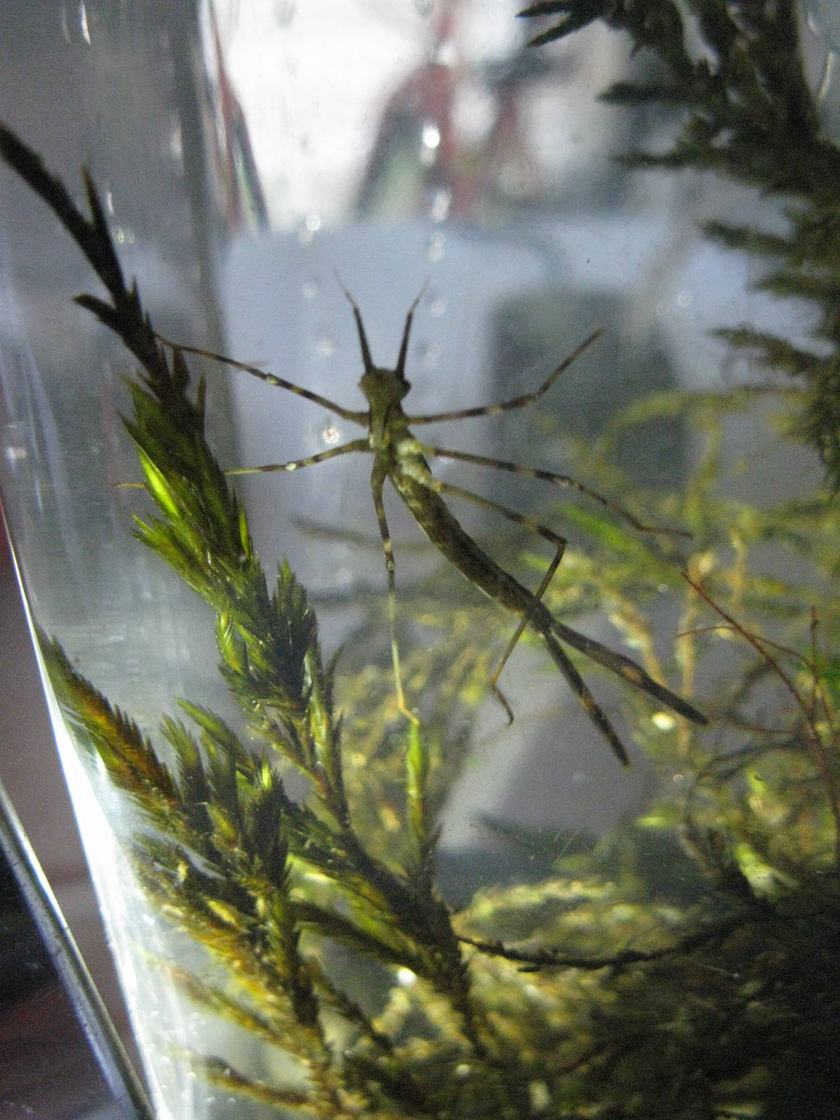 What is this 'Walking Stick' like water bug?