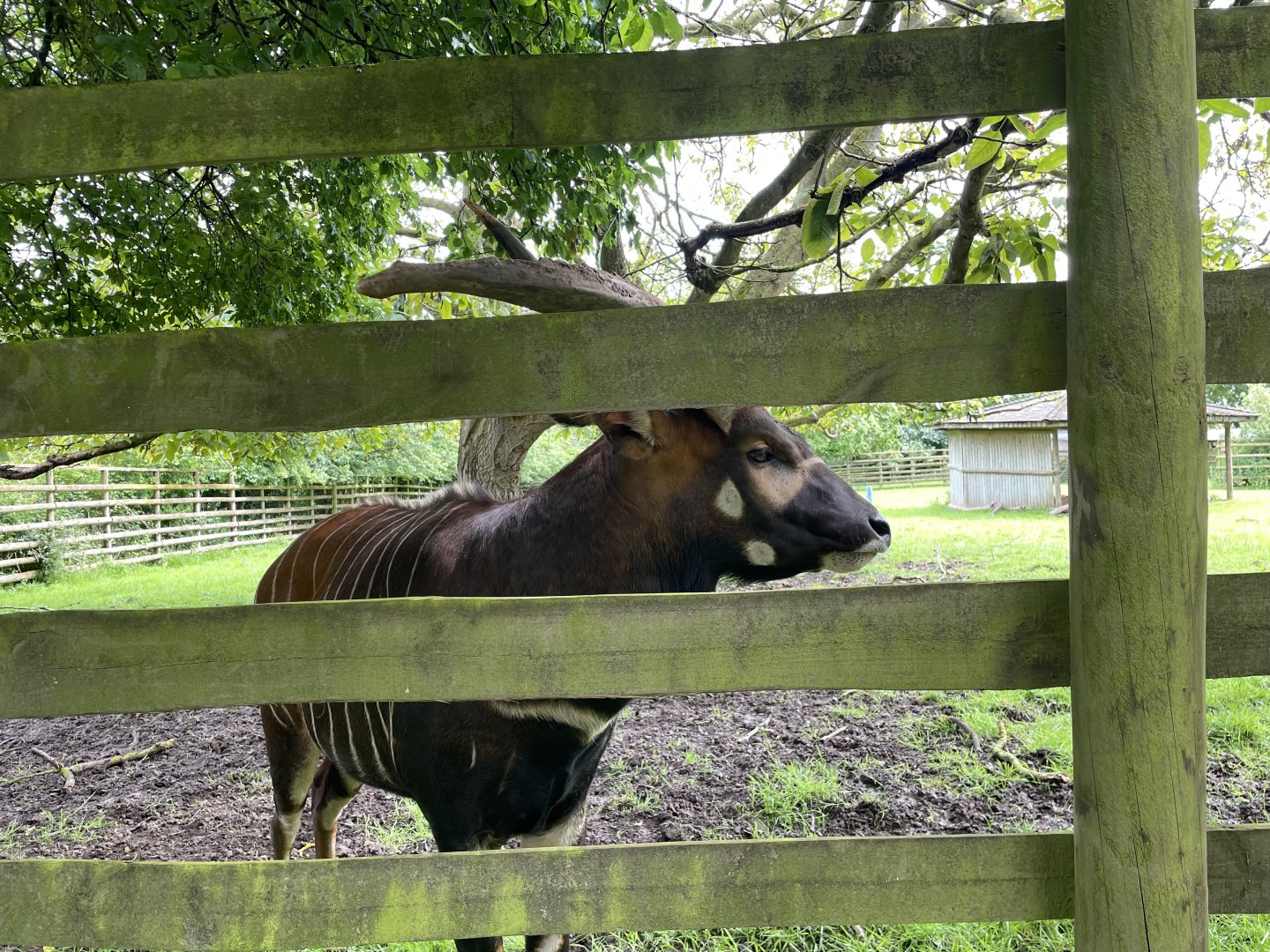 What is with the misshapen horn?