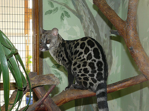 What kind of genett?