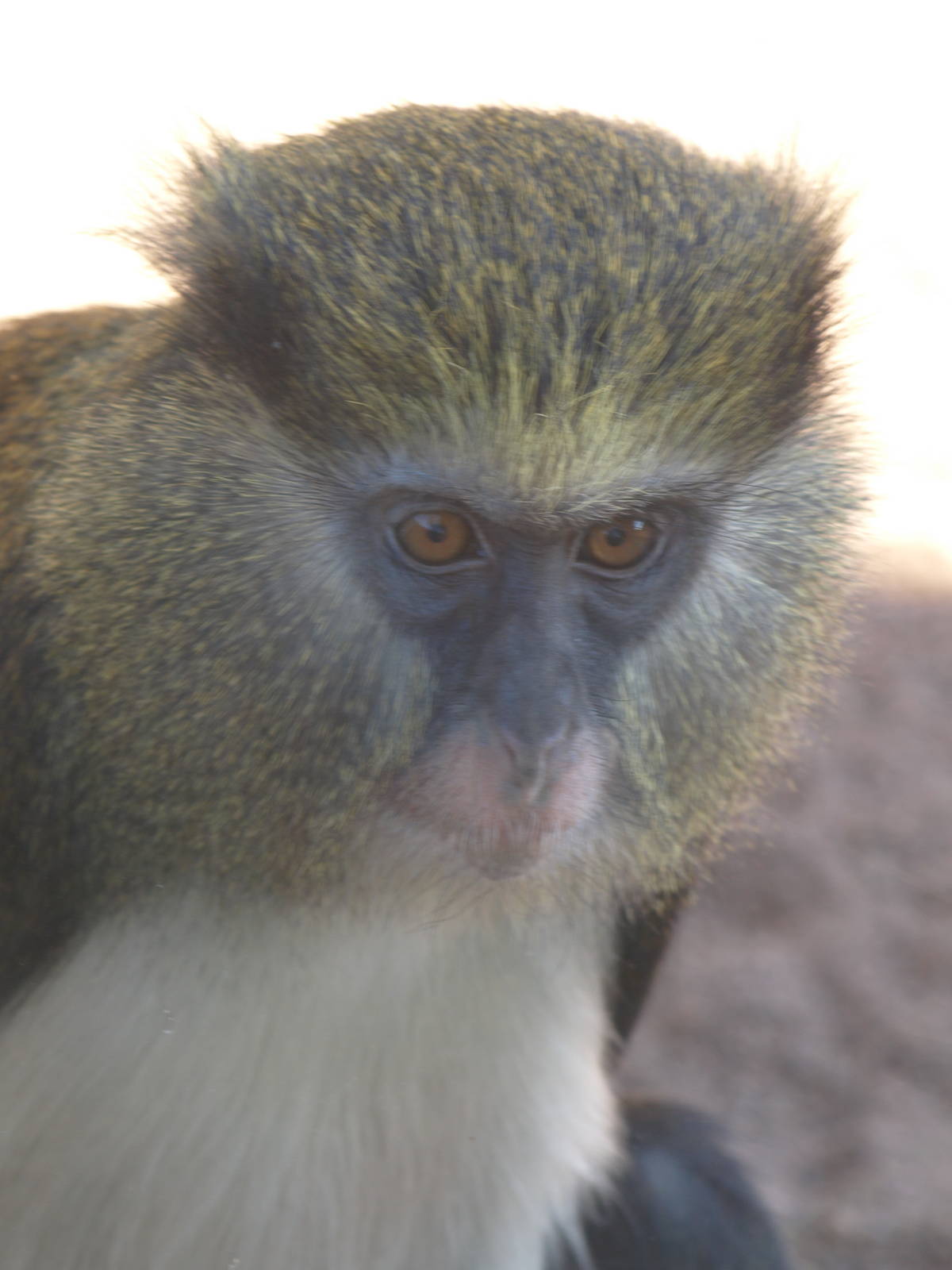 What kind of guenon is this?