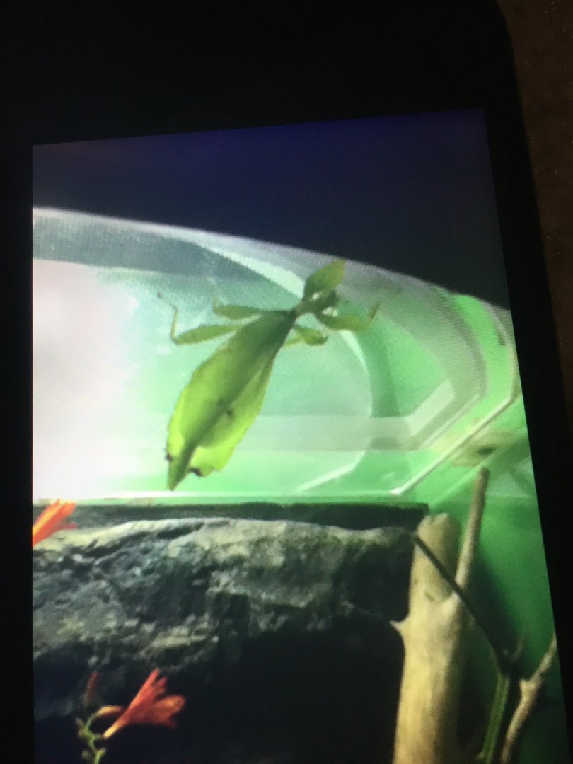 What kind of leaf insect is this?