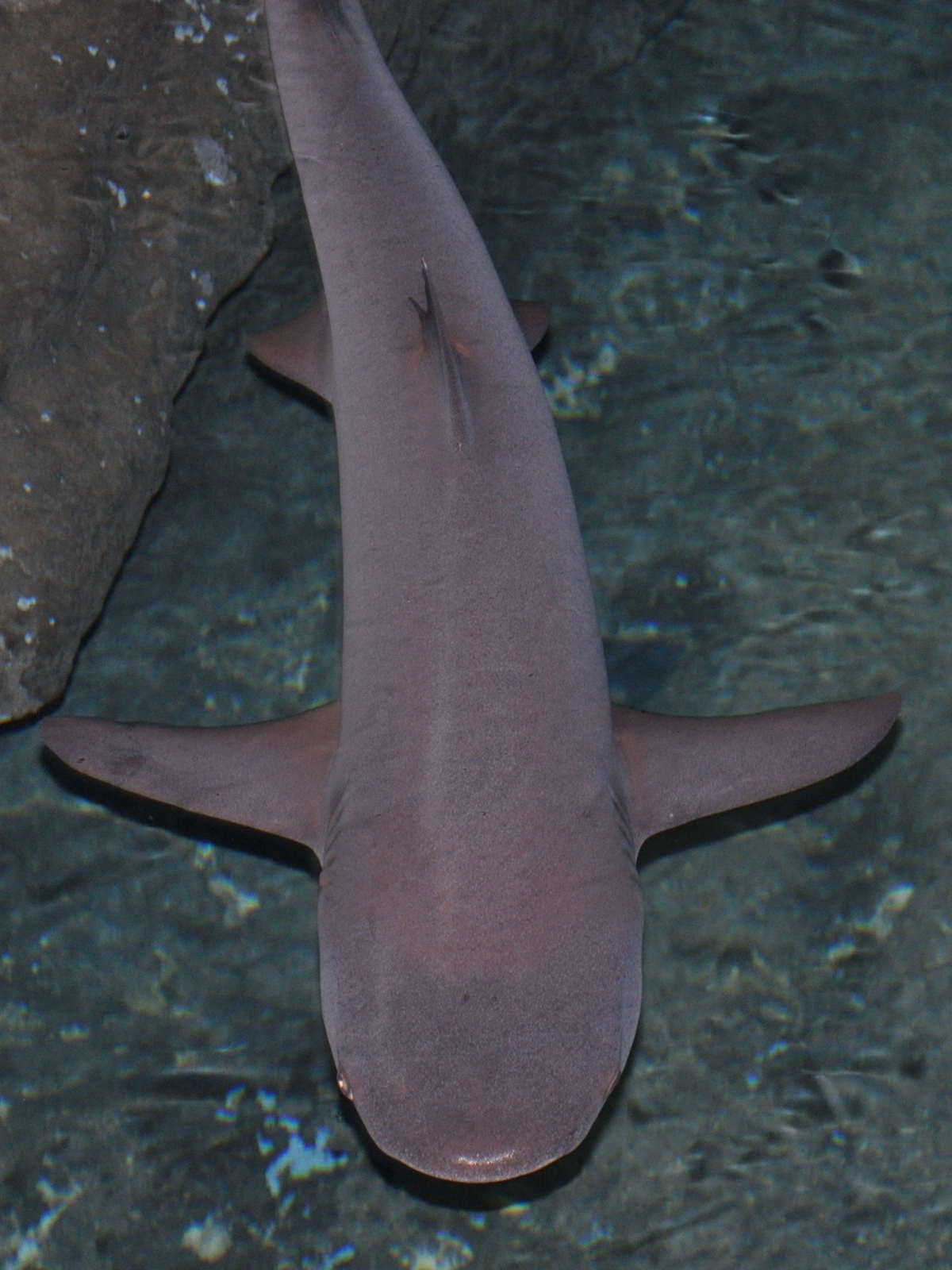 What kind of shark? (Hangzhou Polar Ocean World)