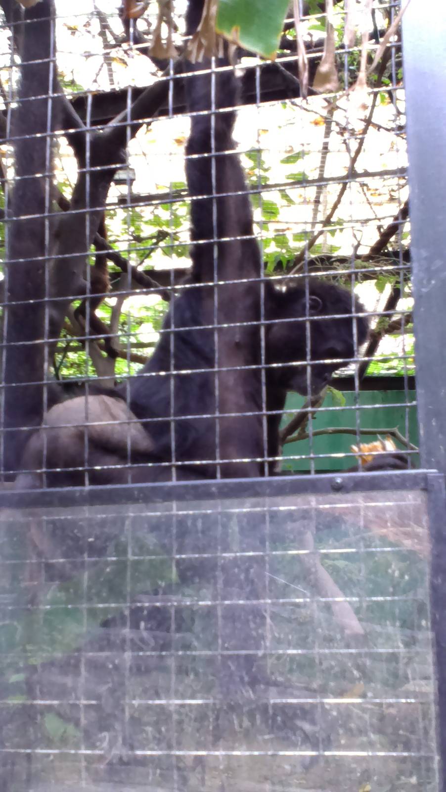 What kind of spider monkey is it?