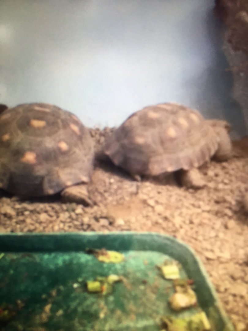 What kind of tortoise are these?