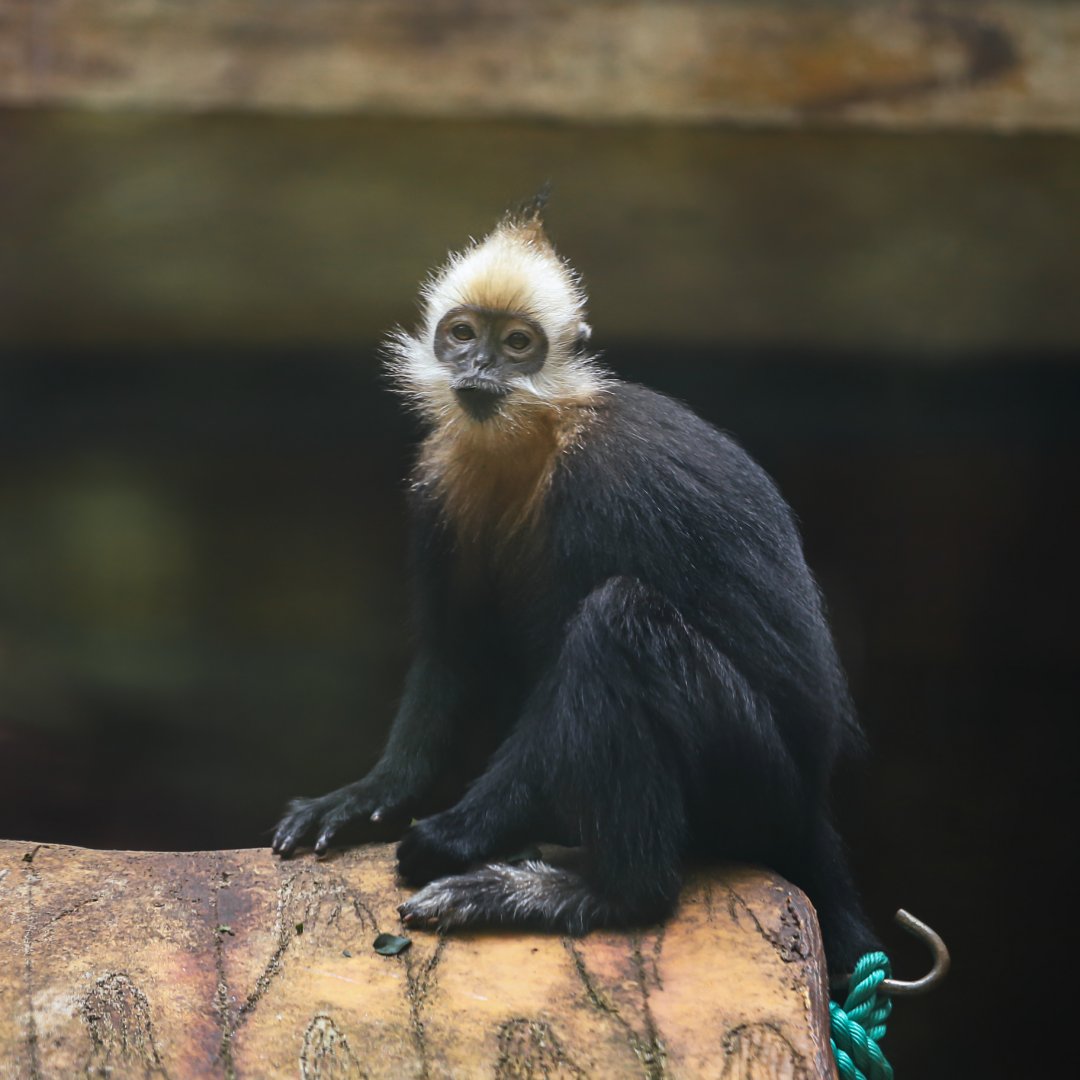What langur is this?