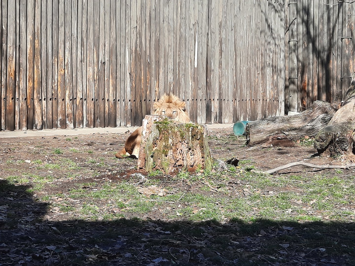 "What lion? There's no lion here!"