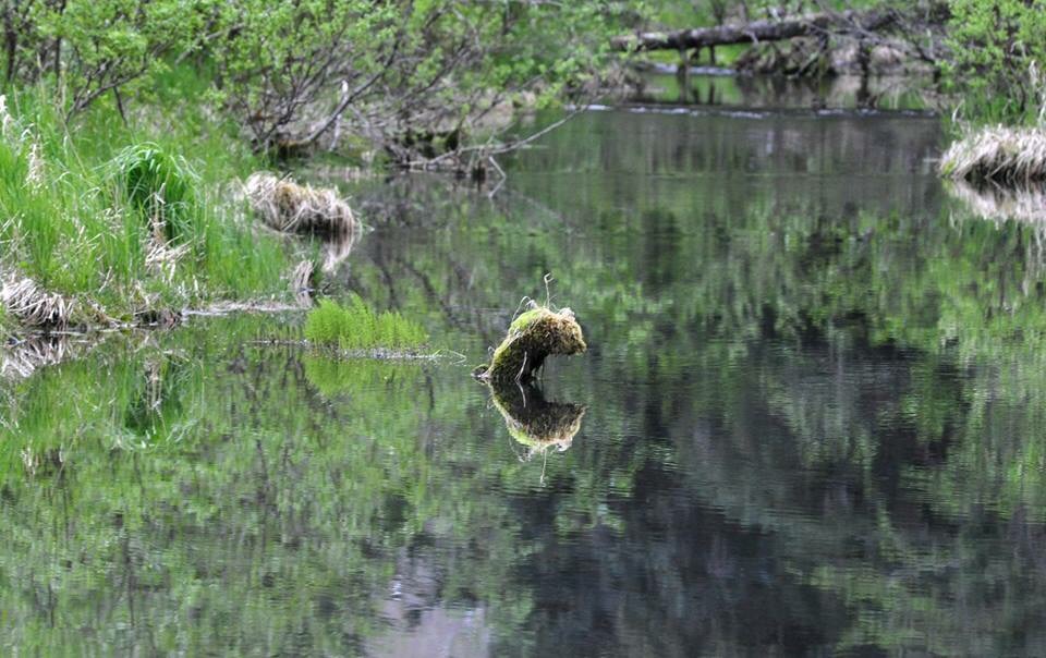 What rough beast....