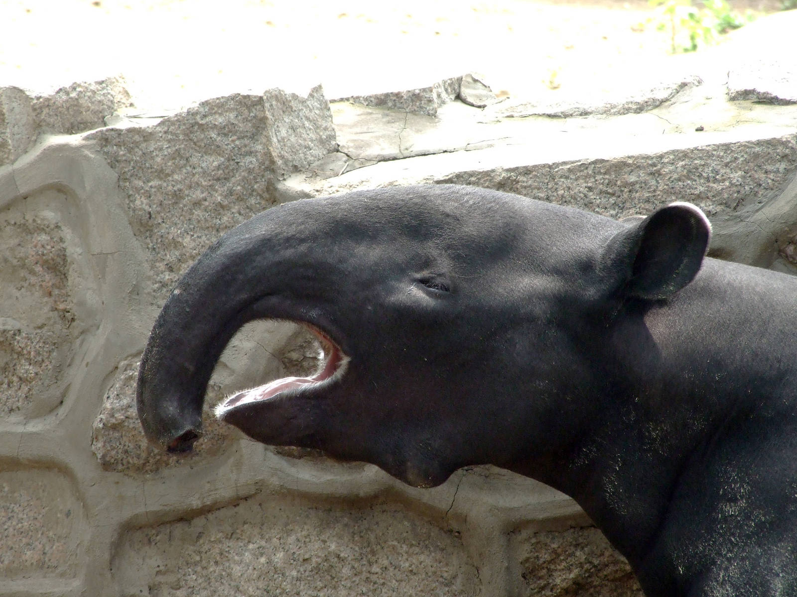 What?s the wart on the chin?