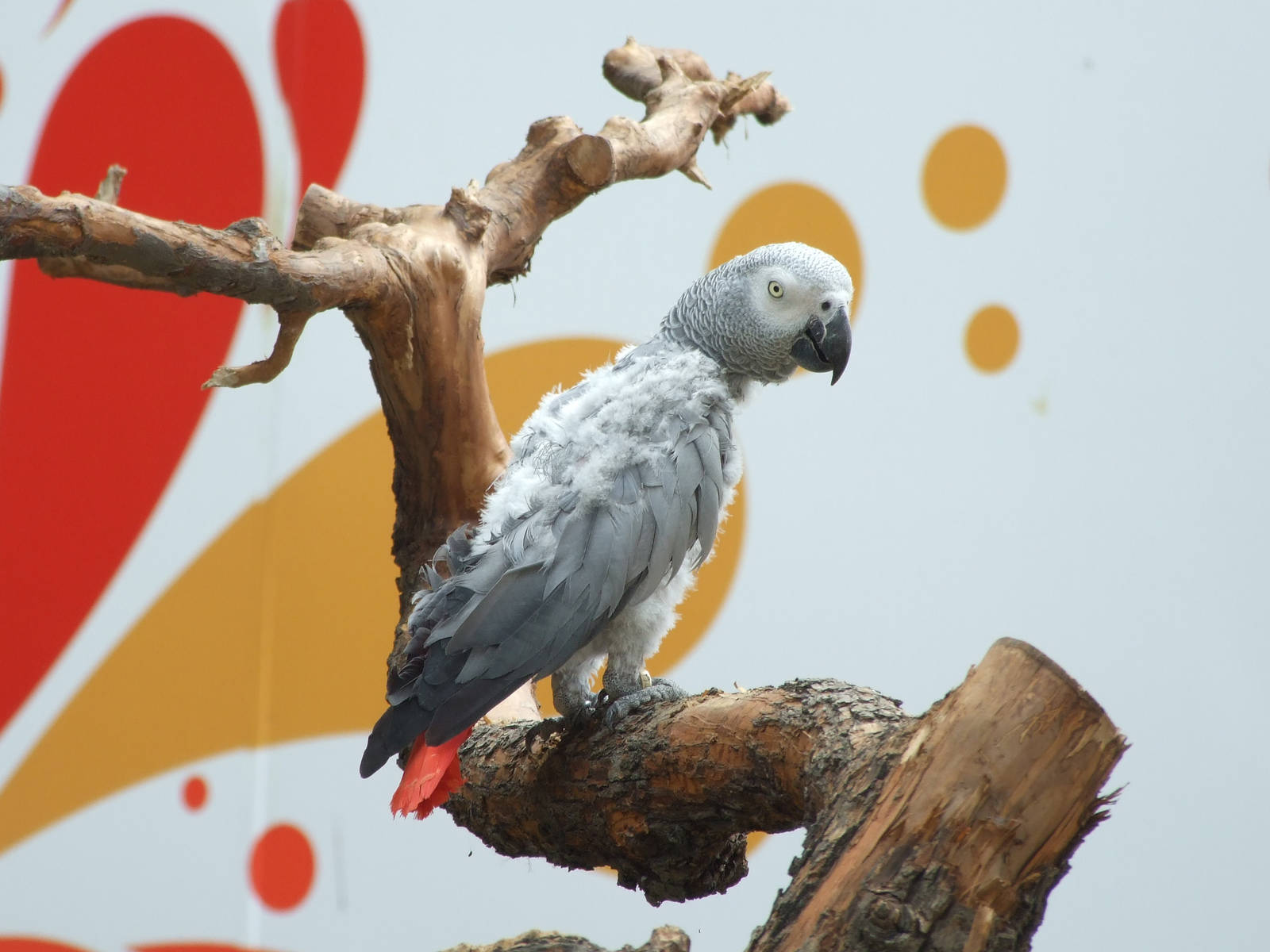 What? s wrong with the feather?