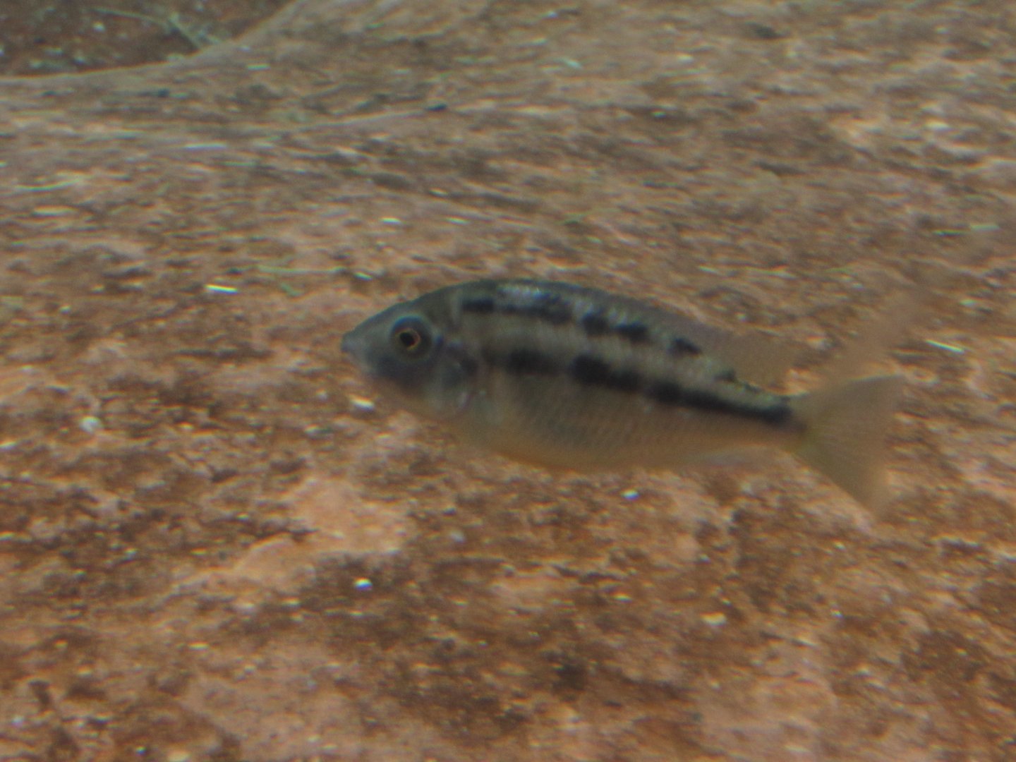 What species of Cichlid is this?