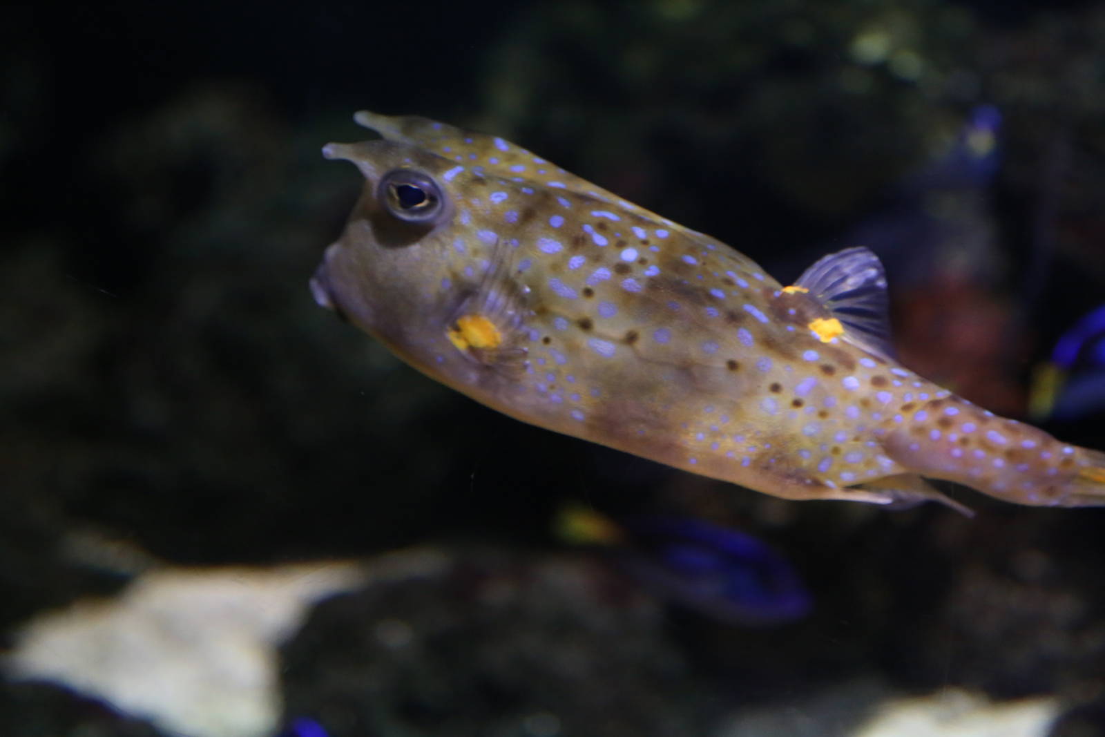 What species of Puffer?