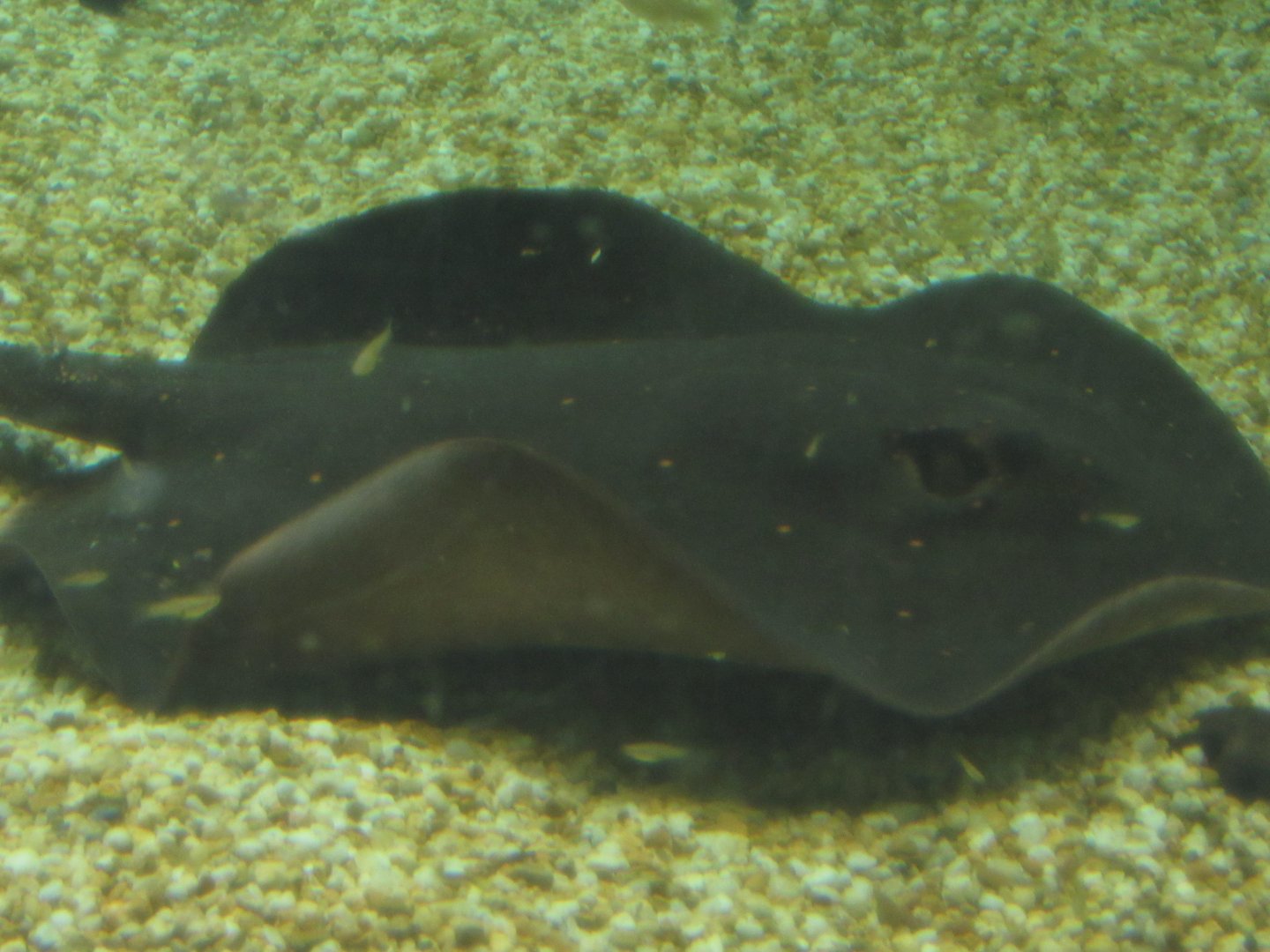 What species of Stingray is this (it was in a freshwater tank)