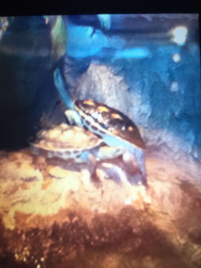 What species of turtle is this?