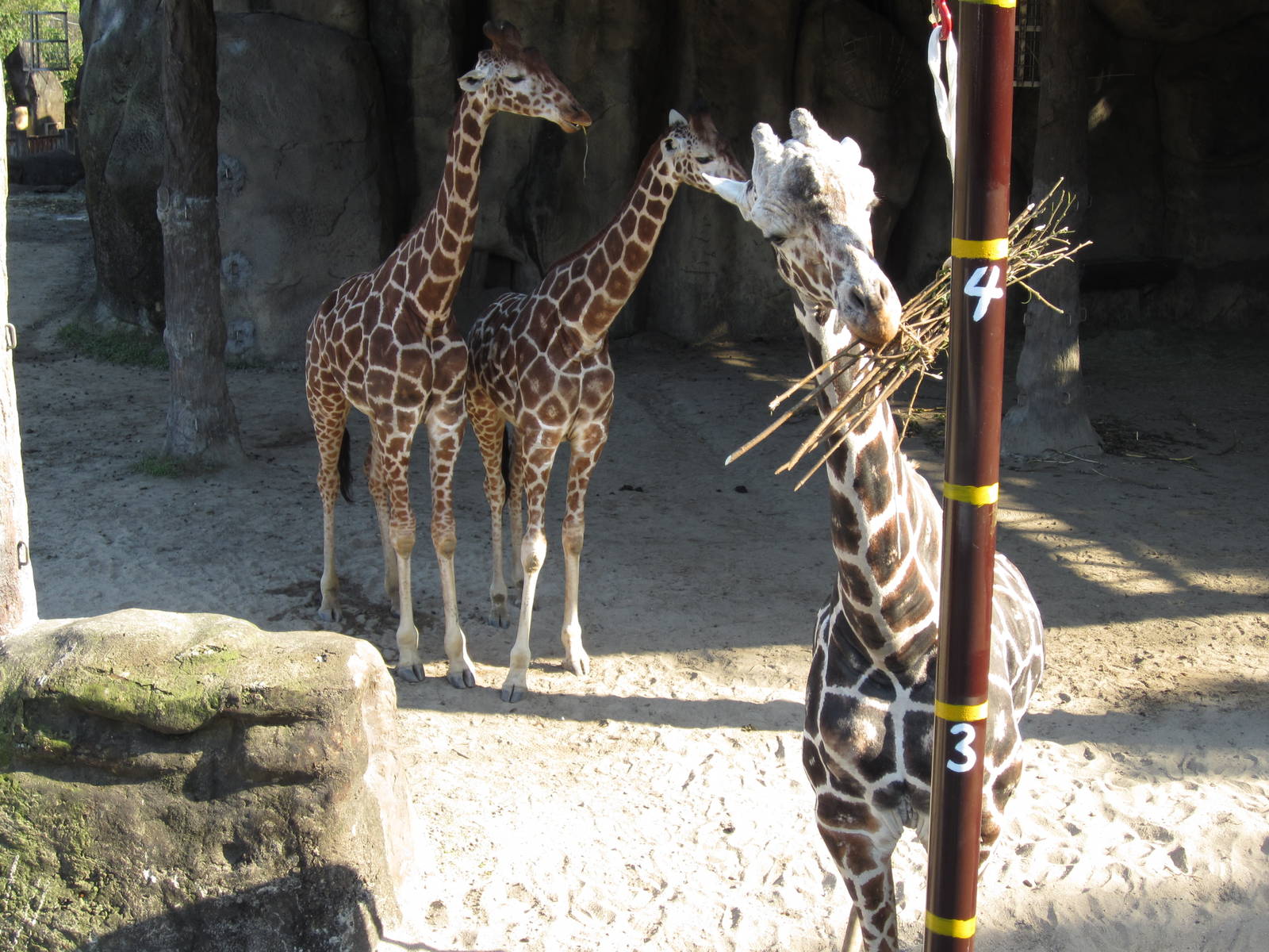 What subspecies is the giraffe front ?