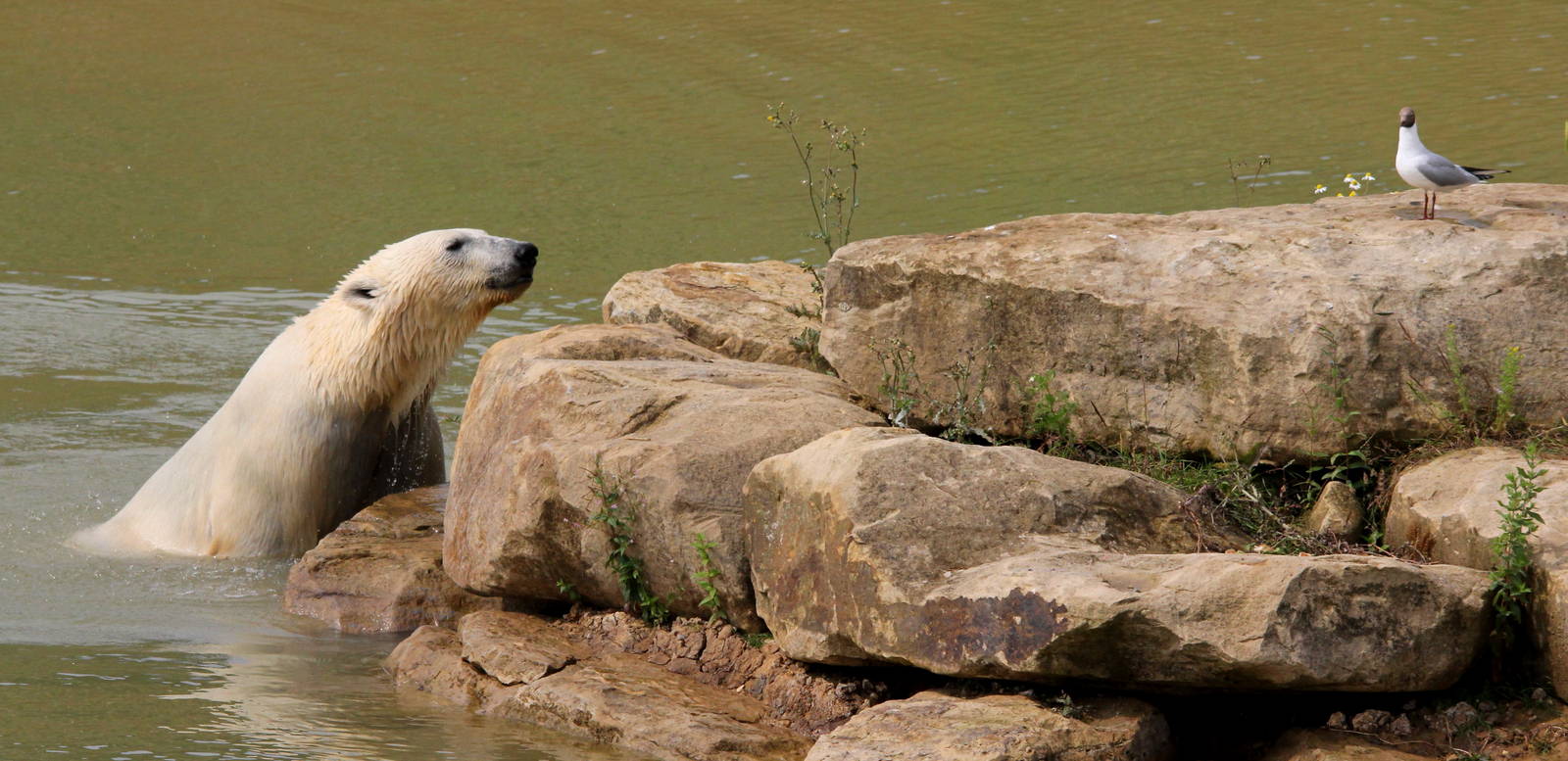 What the hell do you think you are doing on MY island mister gull?